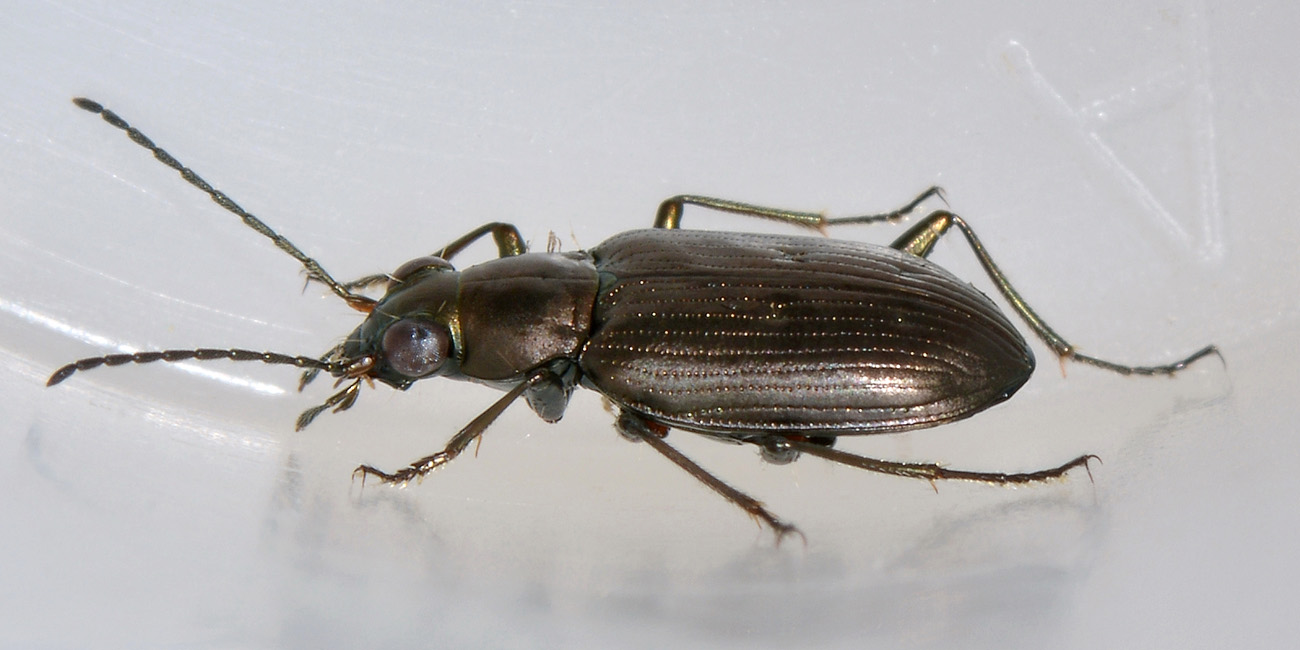 Bembidion (Odontium) foraminosum - Carabidae
